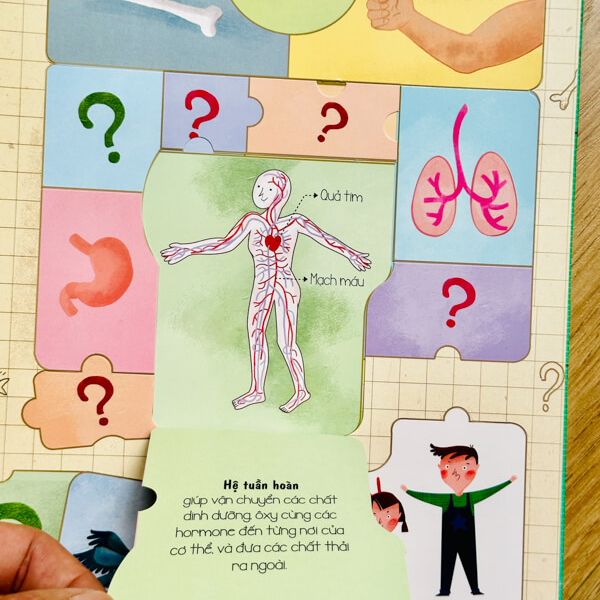The Flip and Flap Thu Human Body